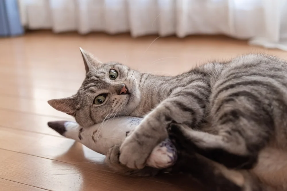 Cat cuddling a toy