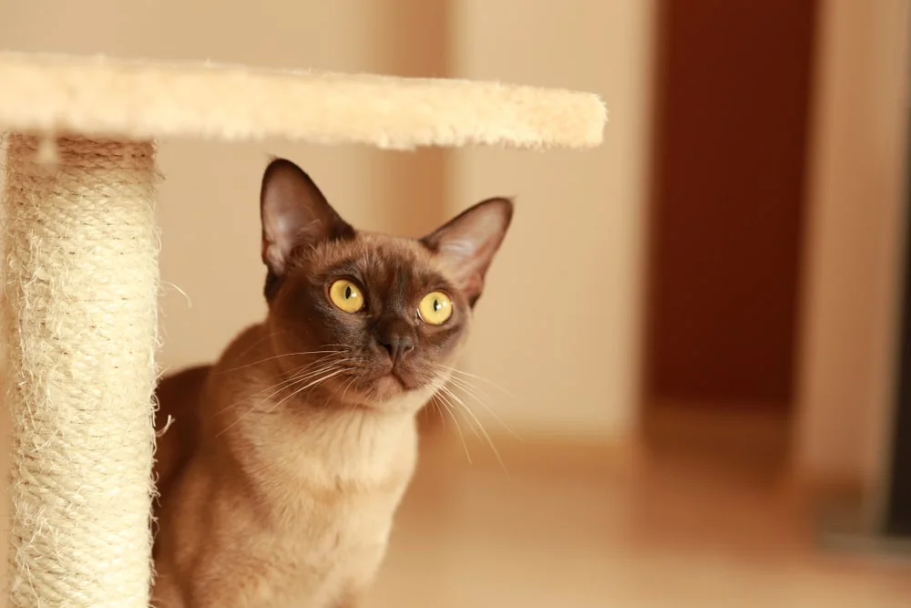 Cat sitting under a cat tree